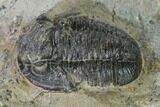 Detailed Gerastos Trilobite Fossil - Morocco #152804-2